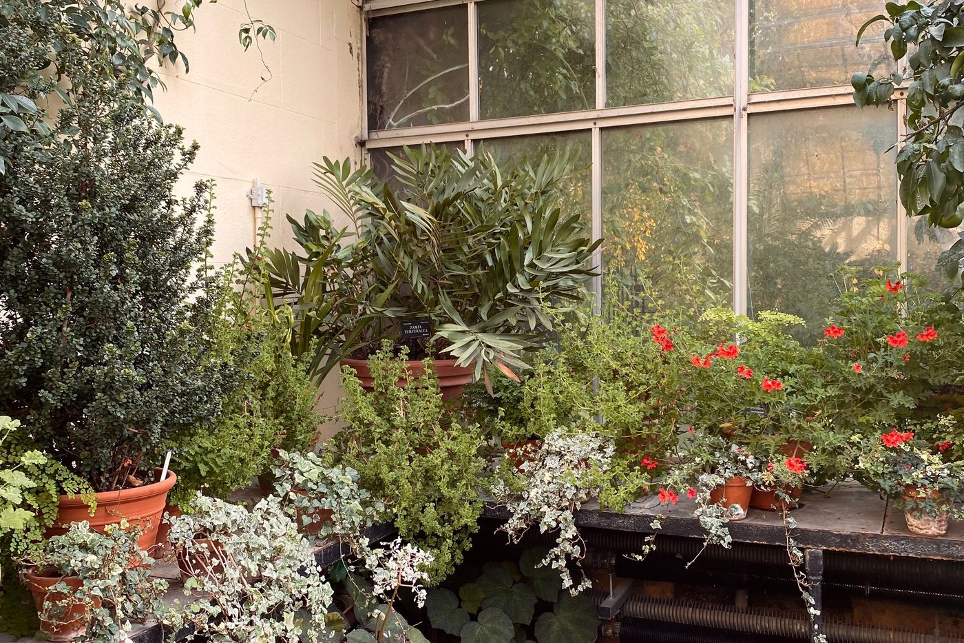 Potted plants on a greenhouse bench, the tallest with a small label giving its botanical name