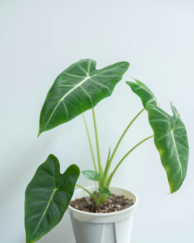 Alocasia amazonica in a white pot