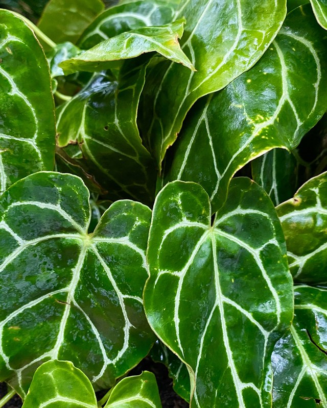 Anthurium clarinervium leaf, dark green with pale veining