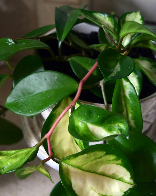 Variegated Hoya carnosa with a pink stem
