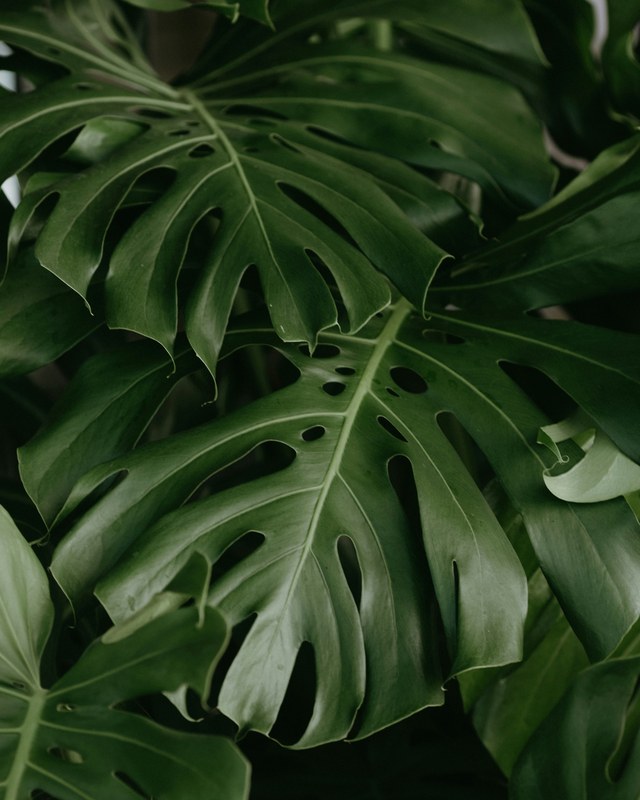 Monstera deliciosa leaf with natural fenestrations