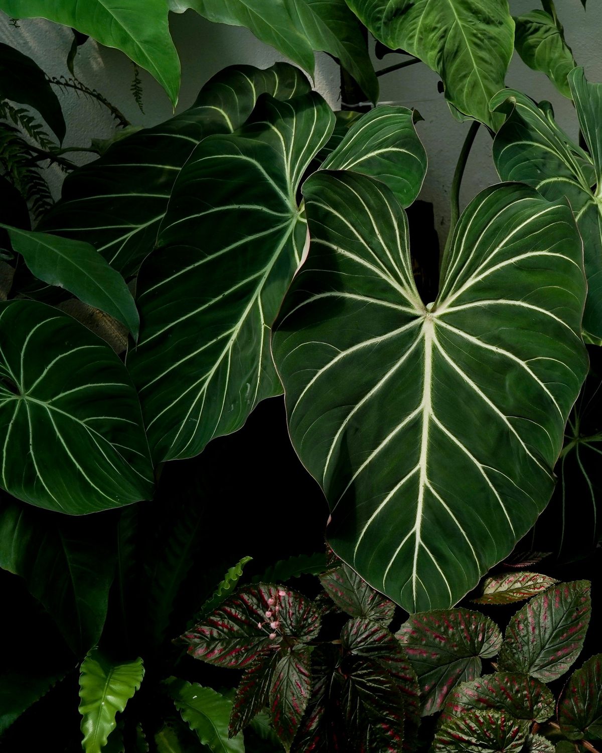 Philodendron gloriosum leaf, close-up photograph showing its dramatic pale venation