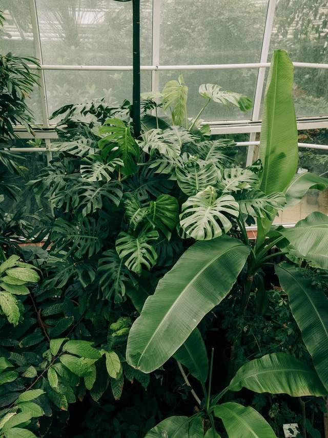 A dense greenhouse of monstera and banana leaves