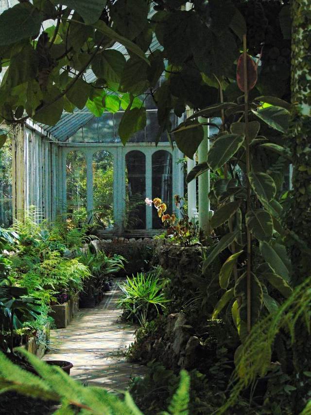 A tiled path through a Victorian glasshouse full of ferns and foliage