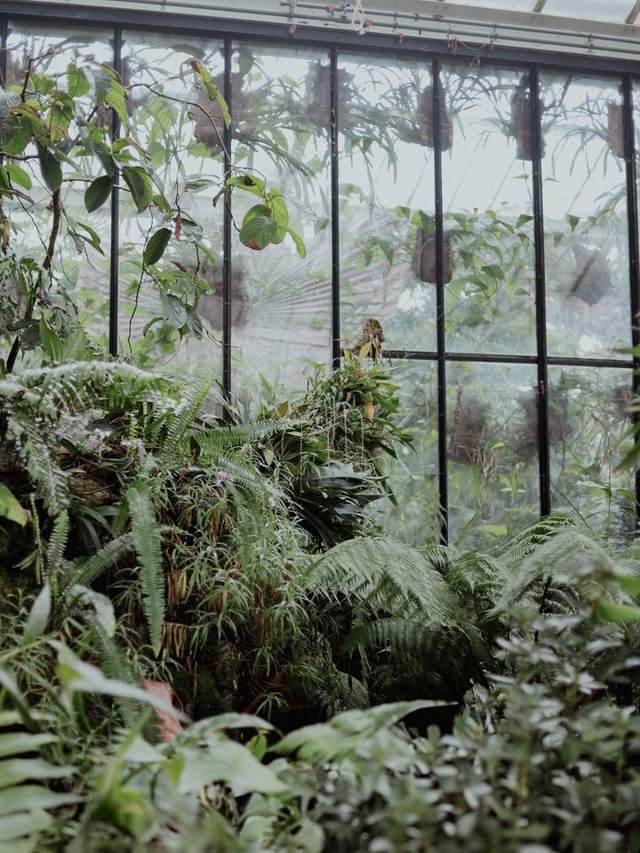 Ferns and orchids behind glass in soft mist