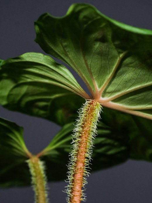 Close-up of a Philodendron gloriosum petiole showing its fuzzy cataphyll