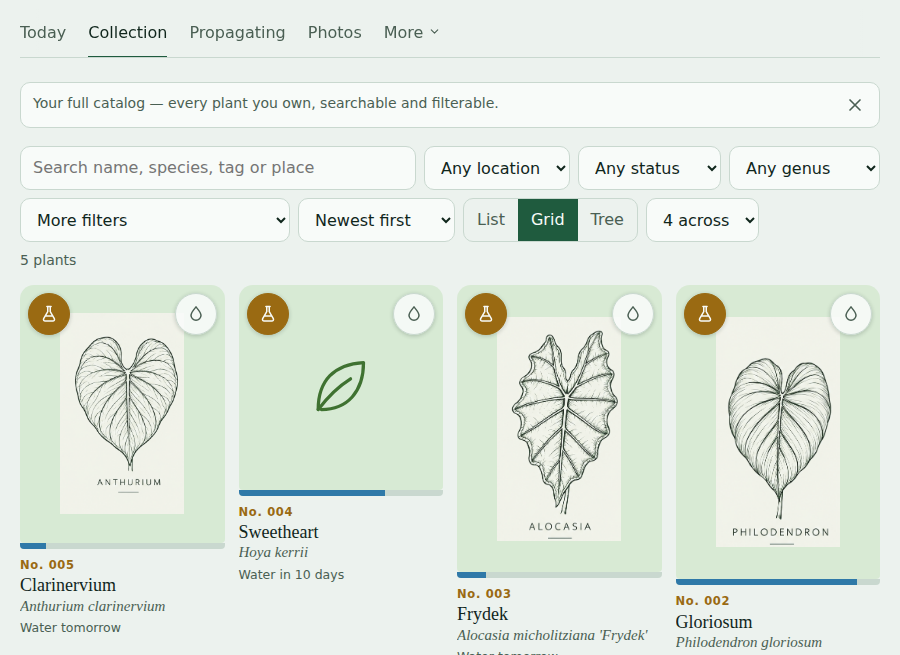 Morphora's Collection grid, showing accession numbers, botanical names, and genus reference illustrations for plants without a photo yet